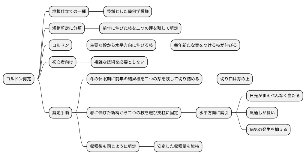 コルドン剪定とは