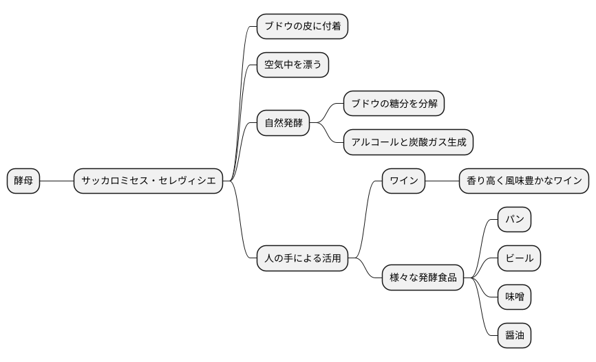 自然界に広く分布する酵母